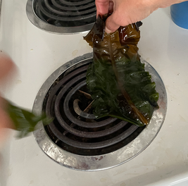 Hand holding a piece of fresh seaweed over a stovetop burner to crisp it, part of a shared kitchen moment in the North.