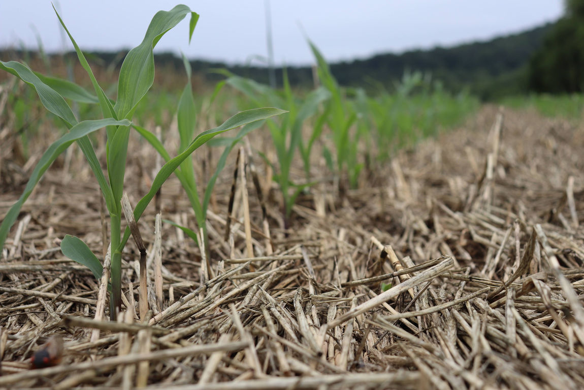 Corn emerging from cover crop residue