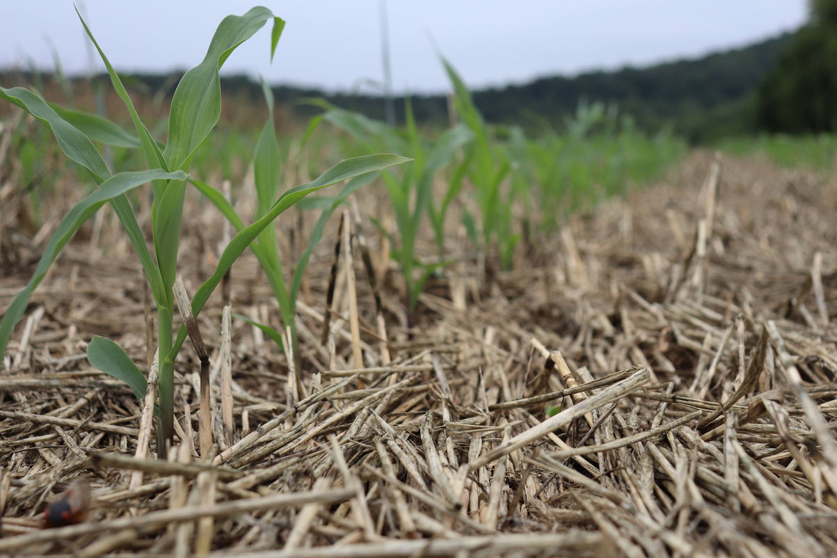 Corn emerging from cover crop residue