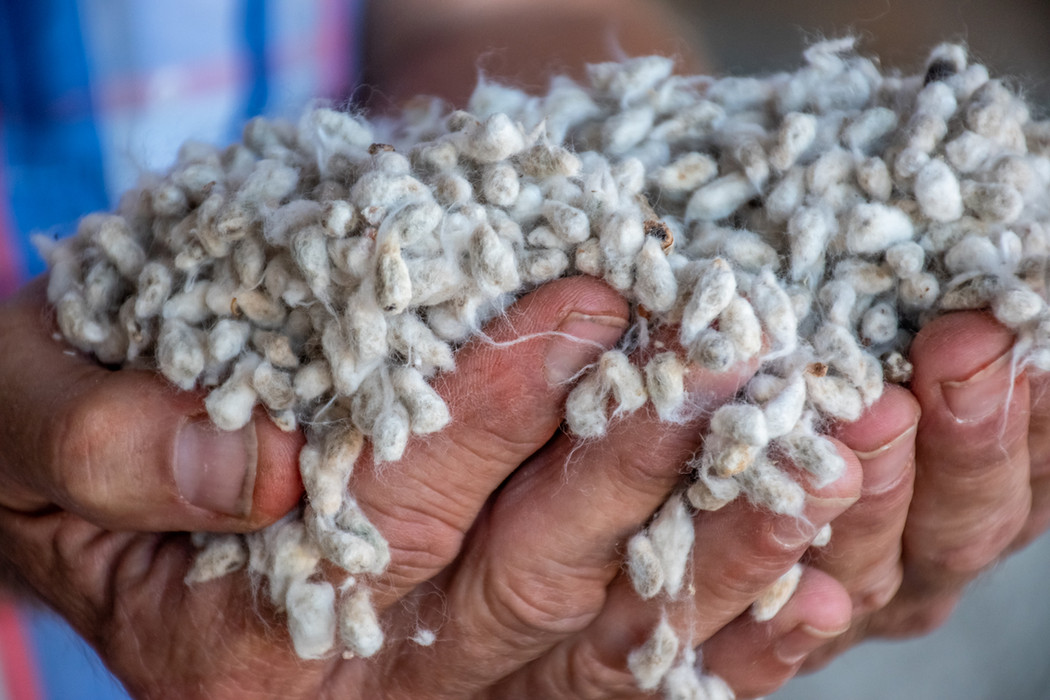 Hands holding cotton seed
