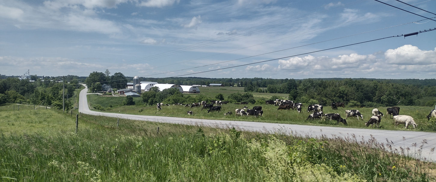 Cattle Rotational Grazing