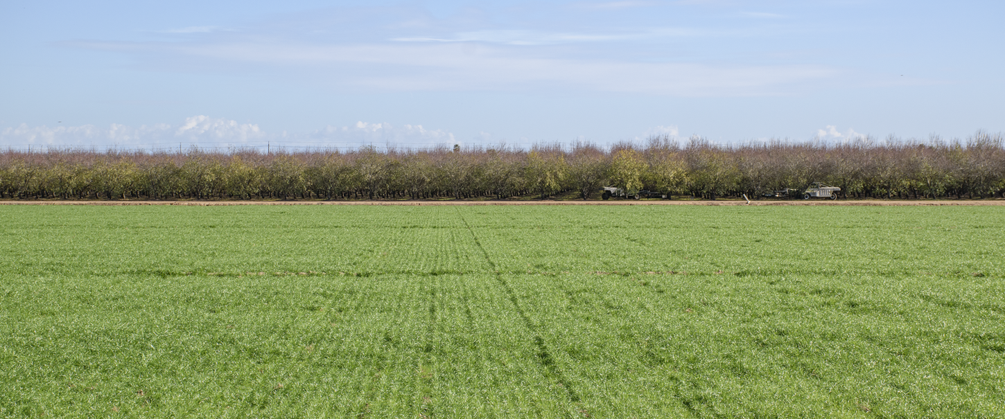 field after improved surface irrigation