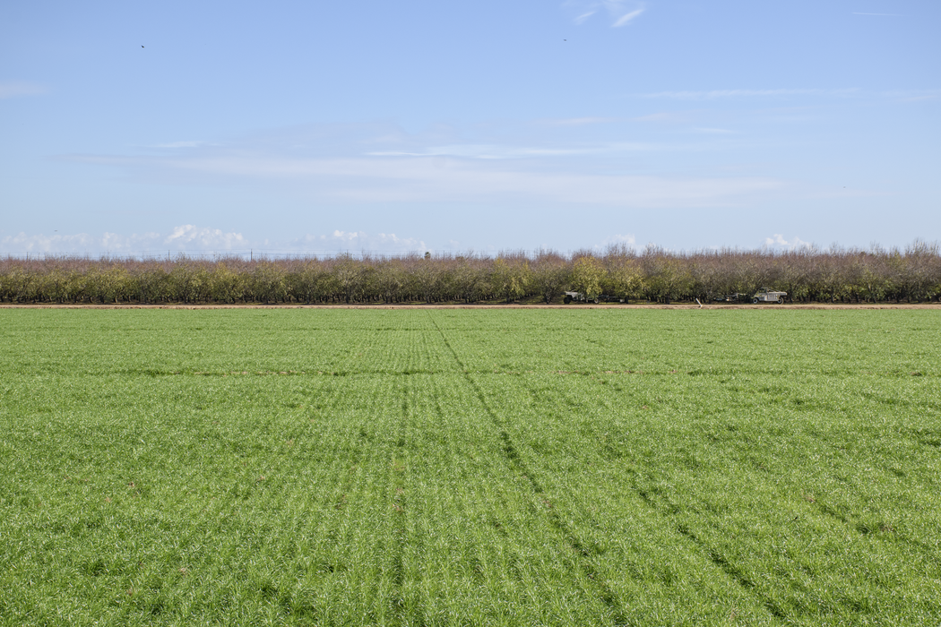 field after improved surface irrigation
