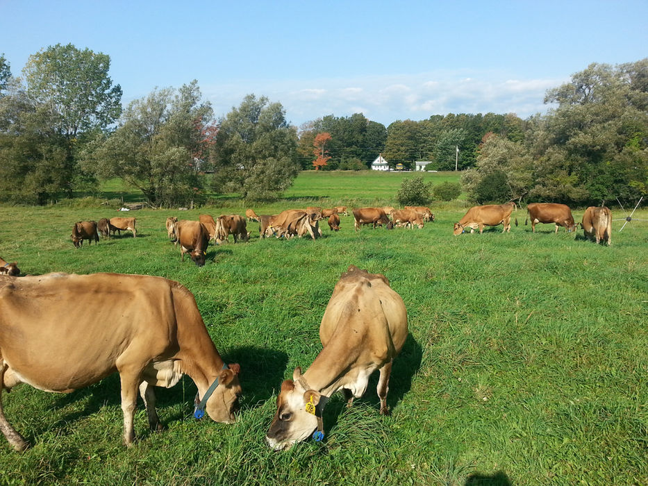 Cattle Rotational Grazing