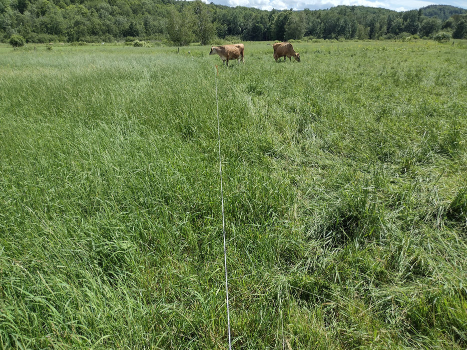 Cattle Rotational Grazing