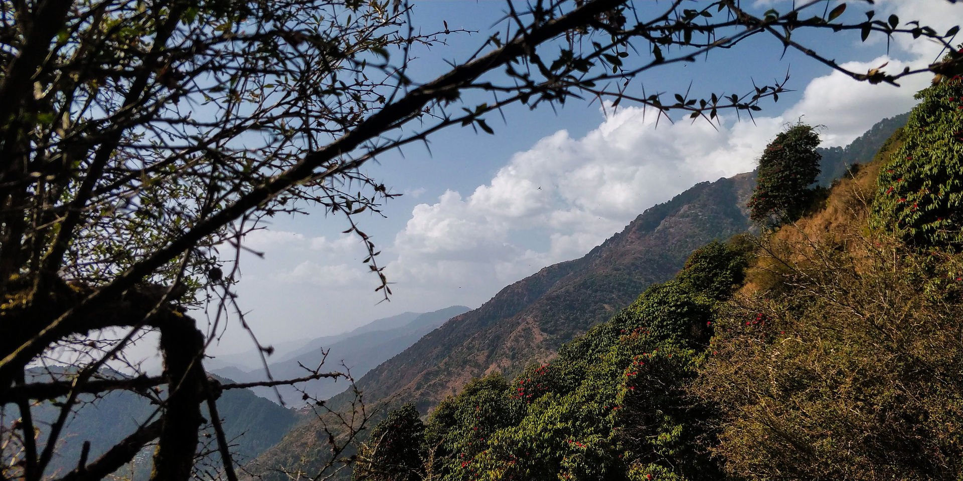 Tree overlooking the mountains of Triund