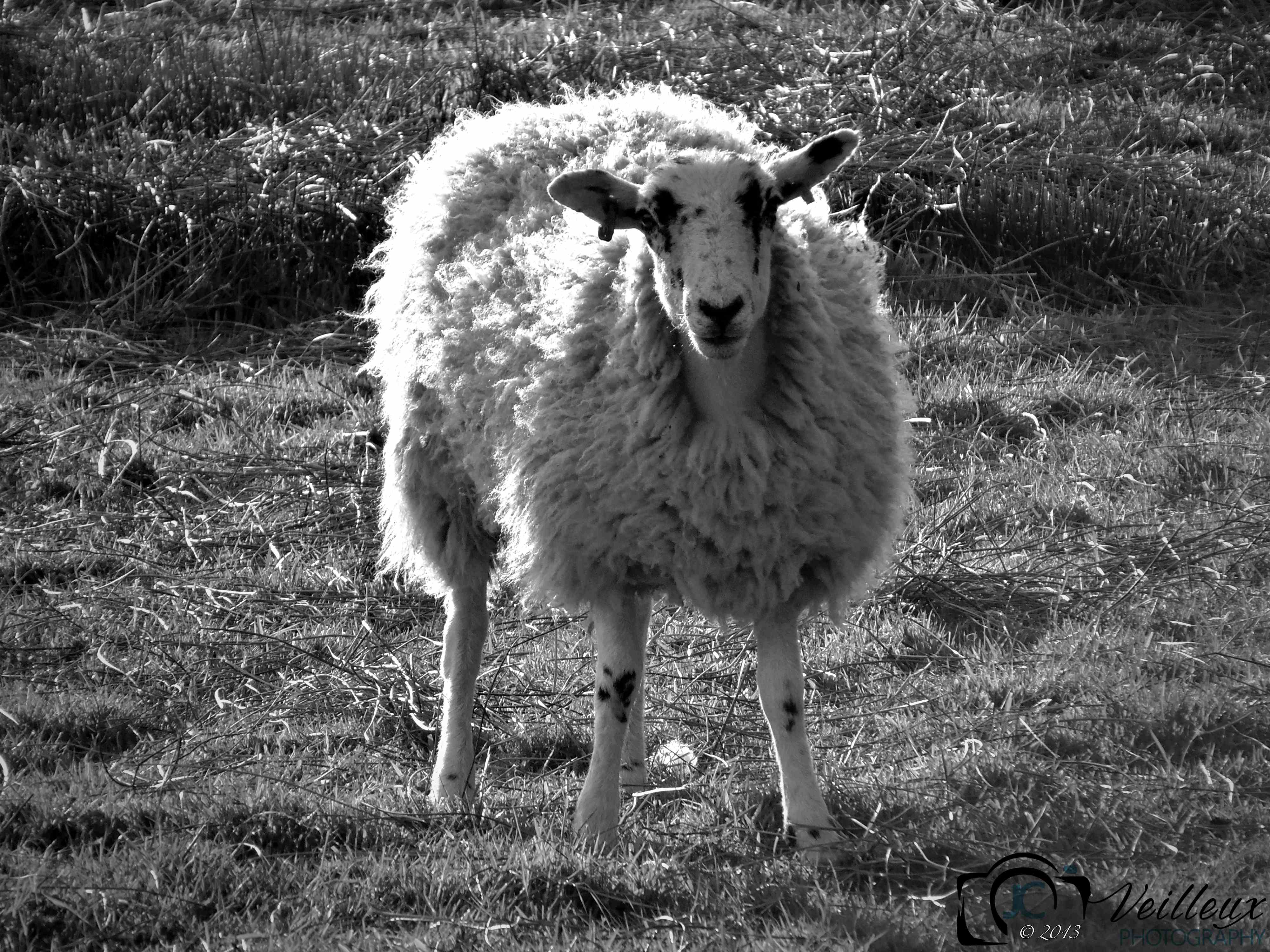 Sheep Before Shearing No. 2