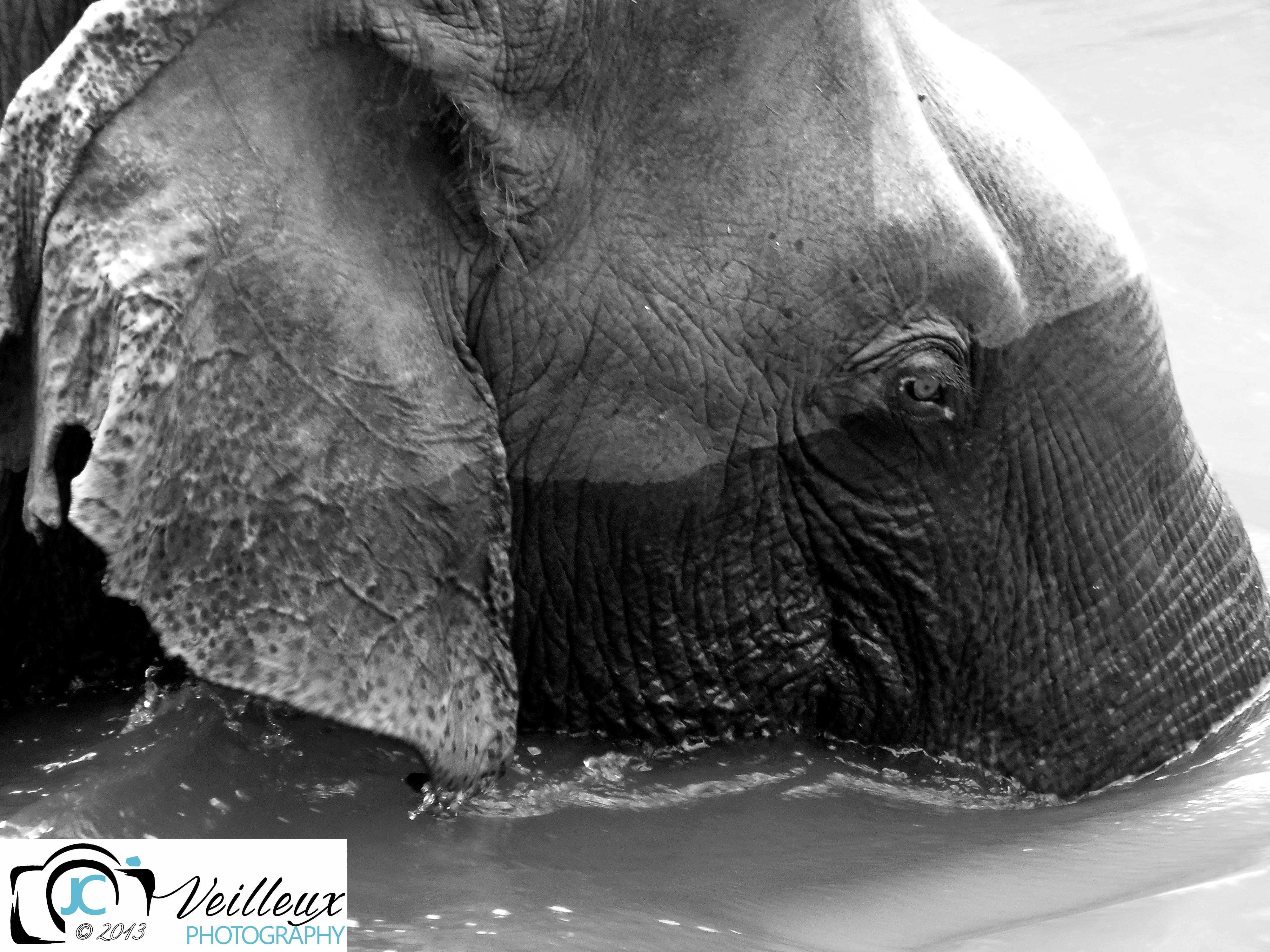 Asian Bull Elephant