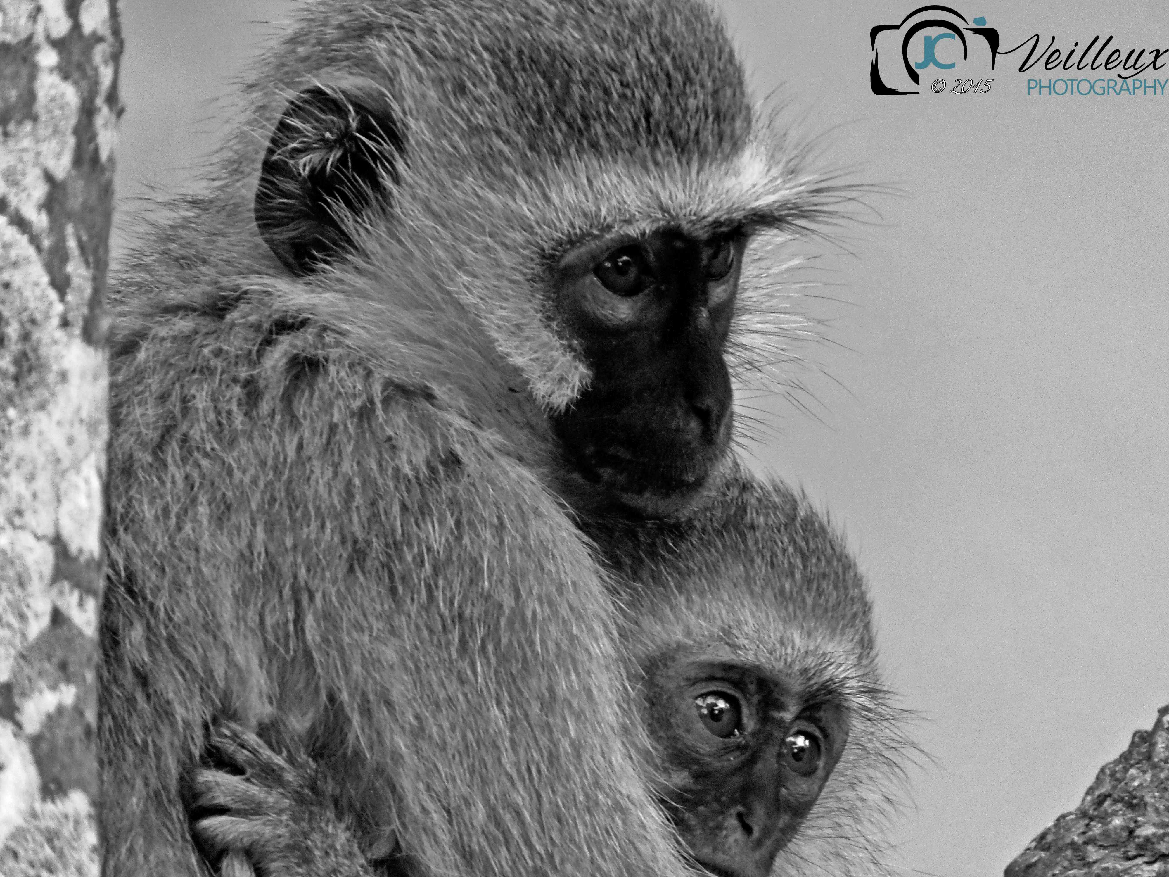 Fuzzy Mamma Love No. 2