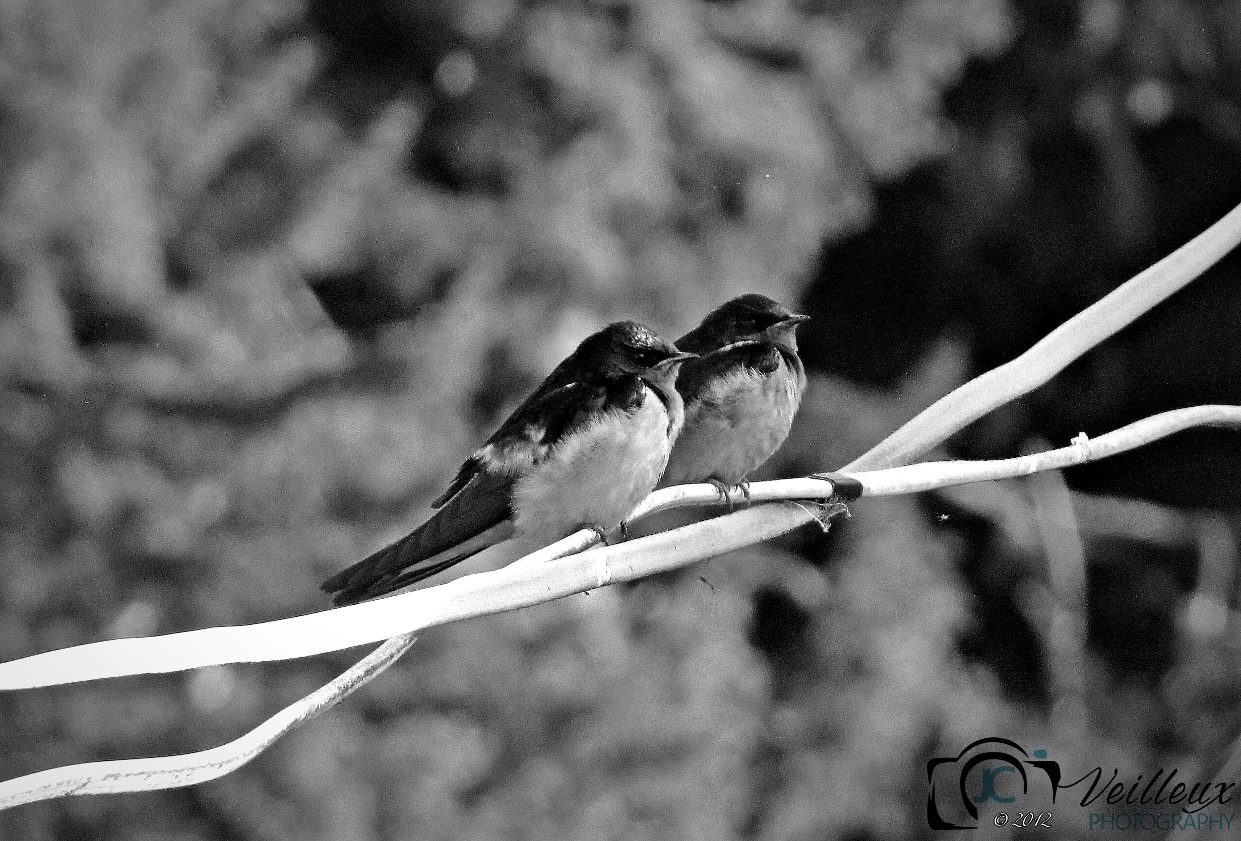 Two Birds on a Wire