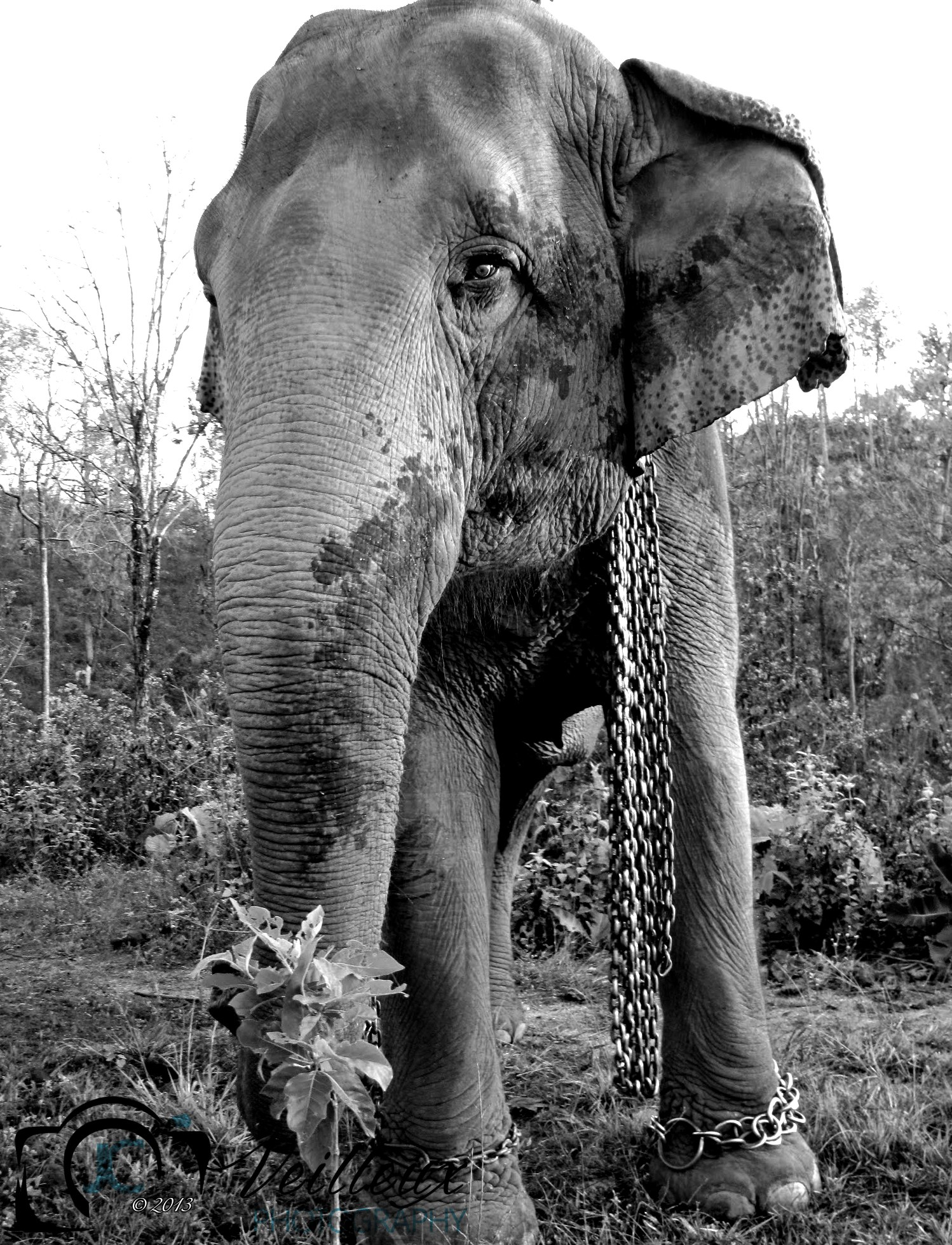 Asian Bull Elephant