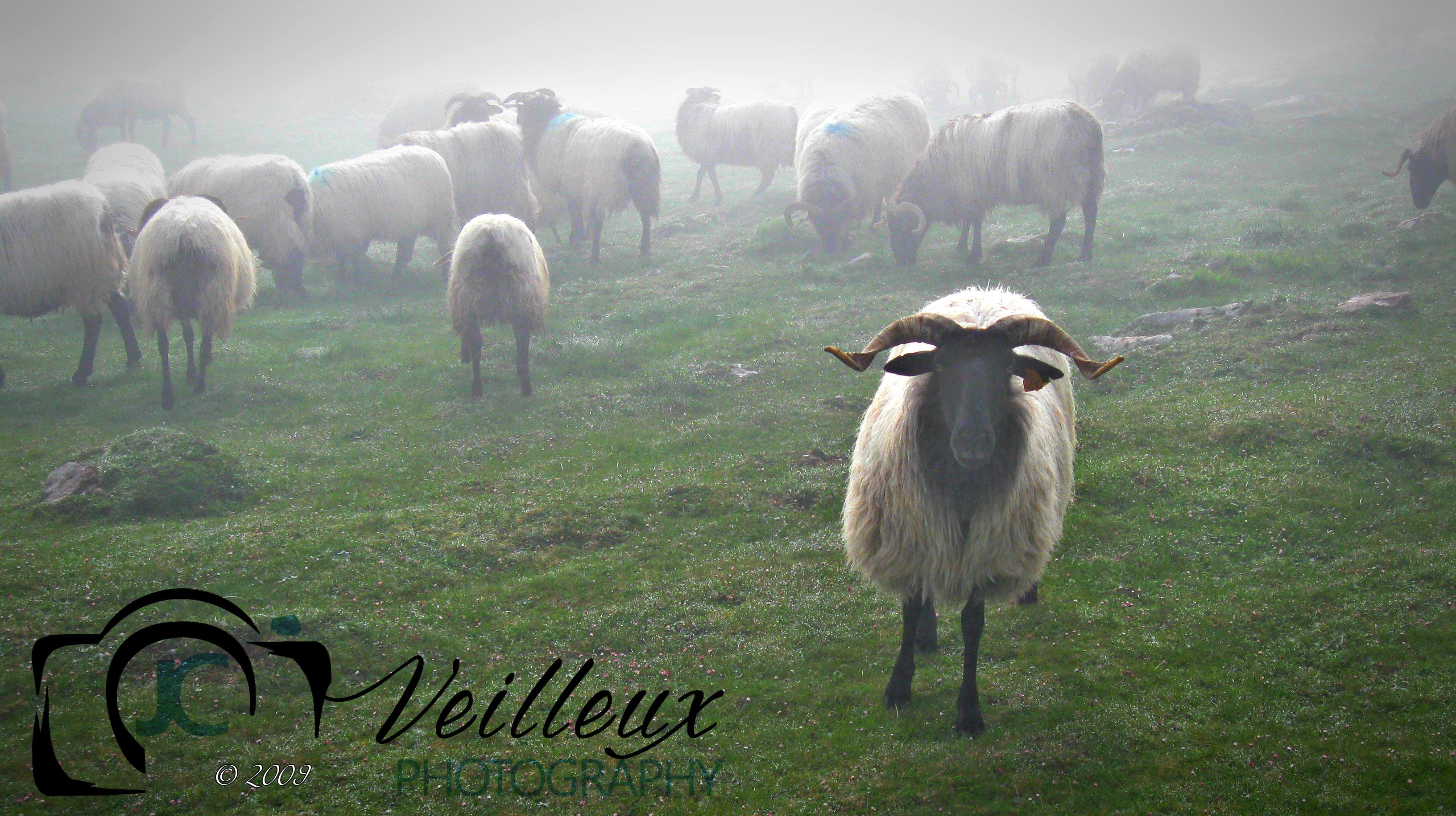 Sheep No. 1
