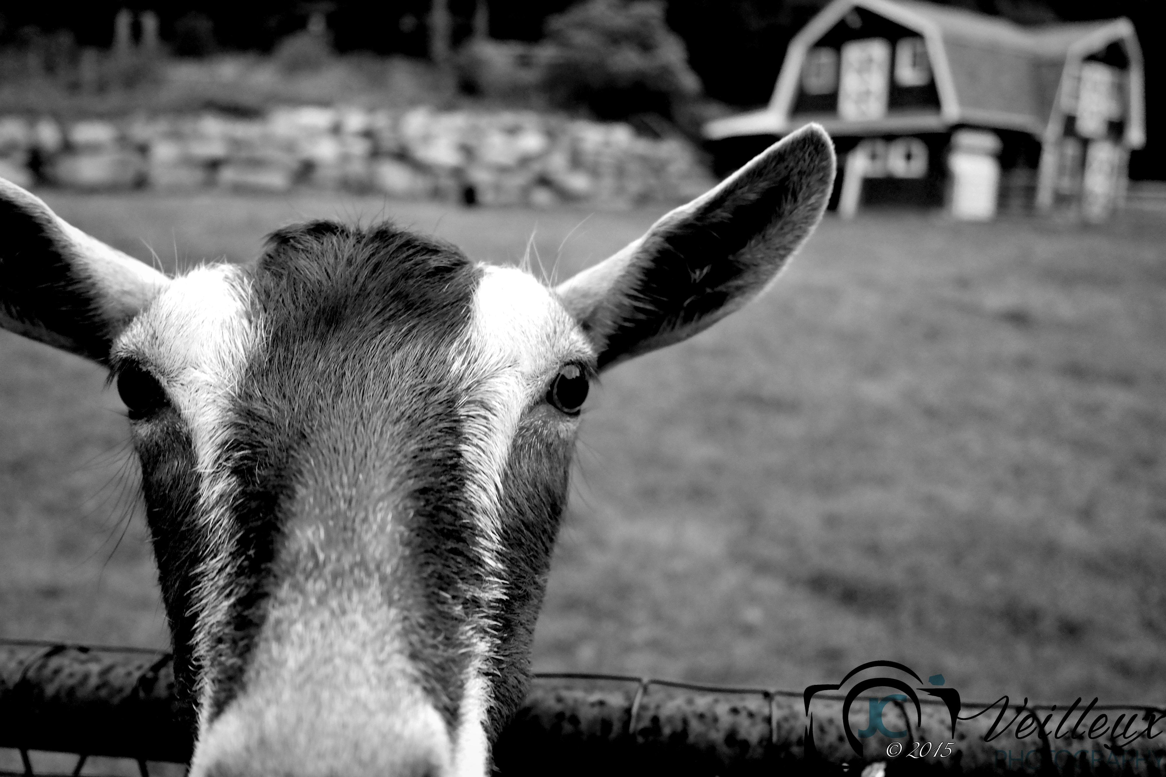 Sarah's Goat No. 2