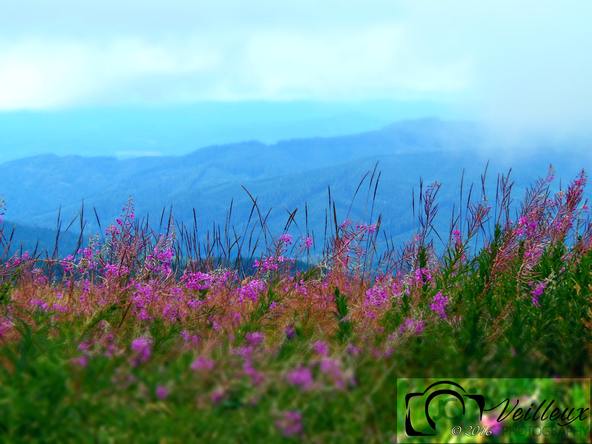 Penstemon campanulatus