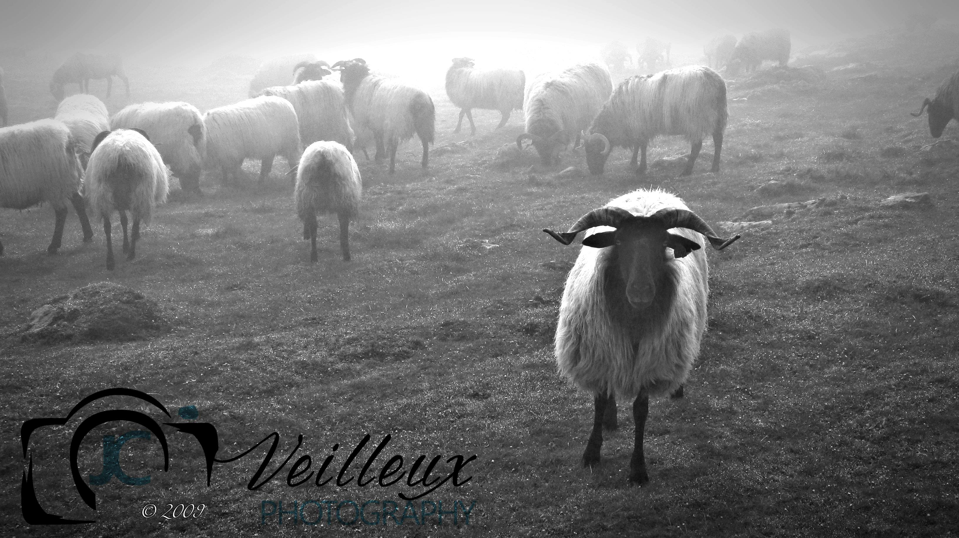 Sheep No. 1