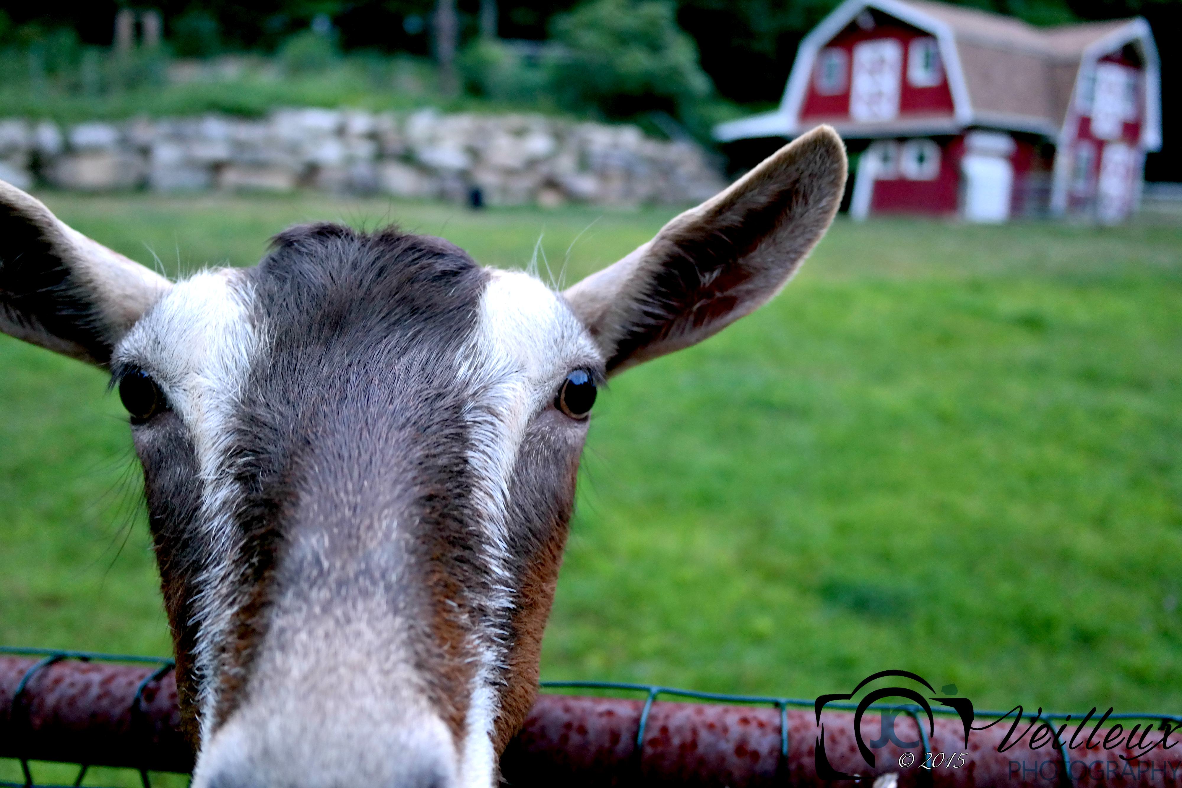 Sarah's Goat No. 1