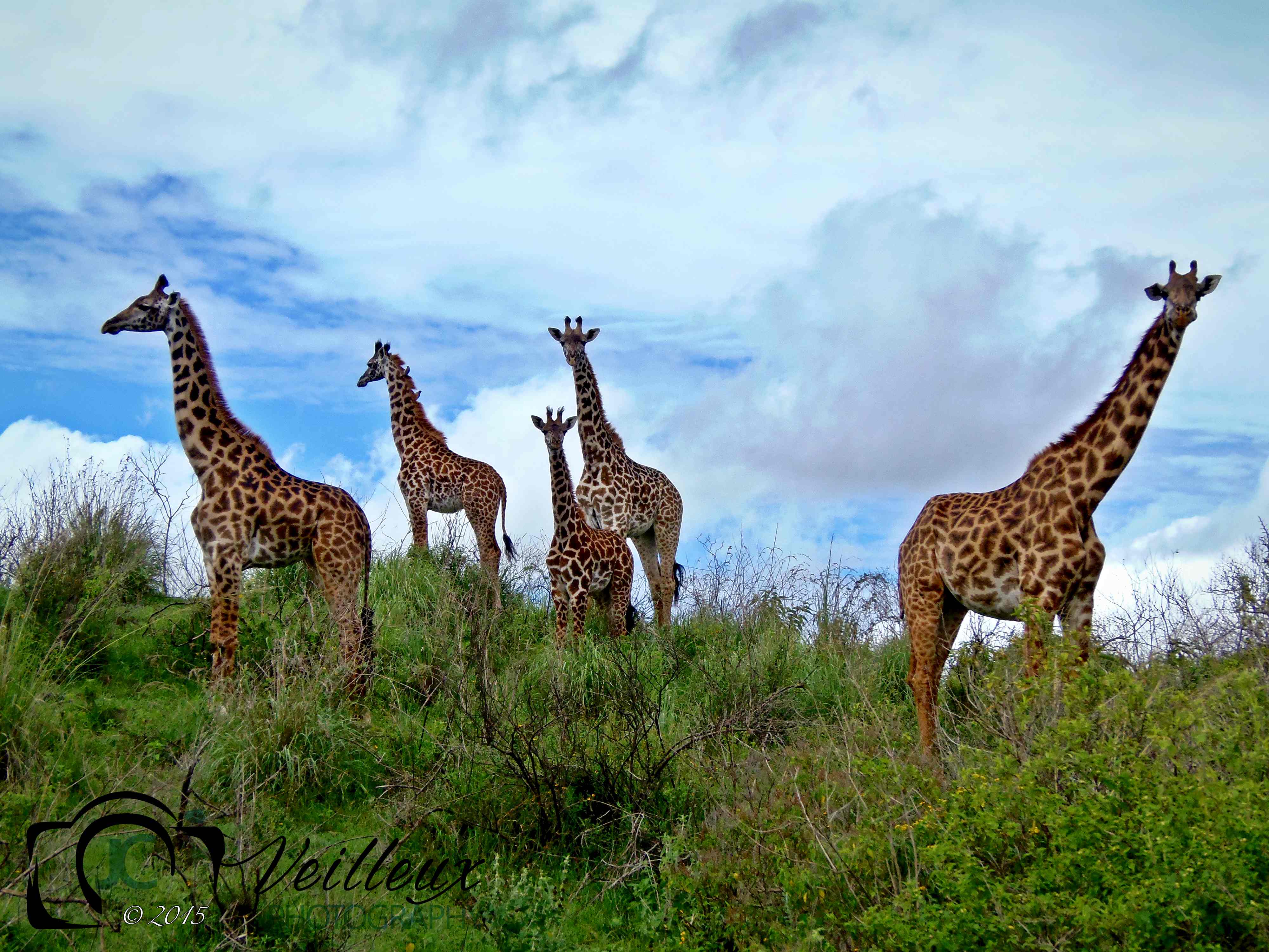 Masai Giraffes