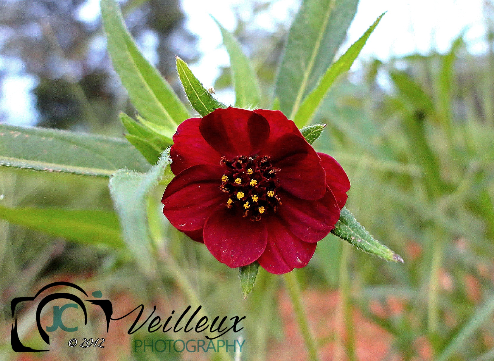 Cosmos atrosanguineus