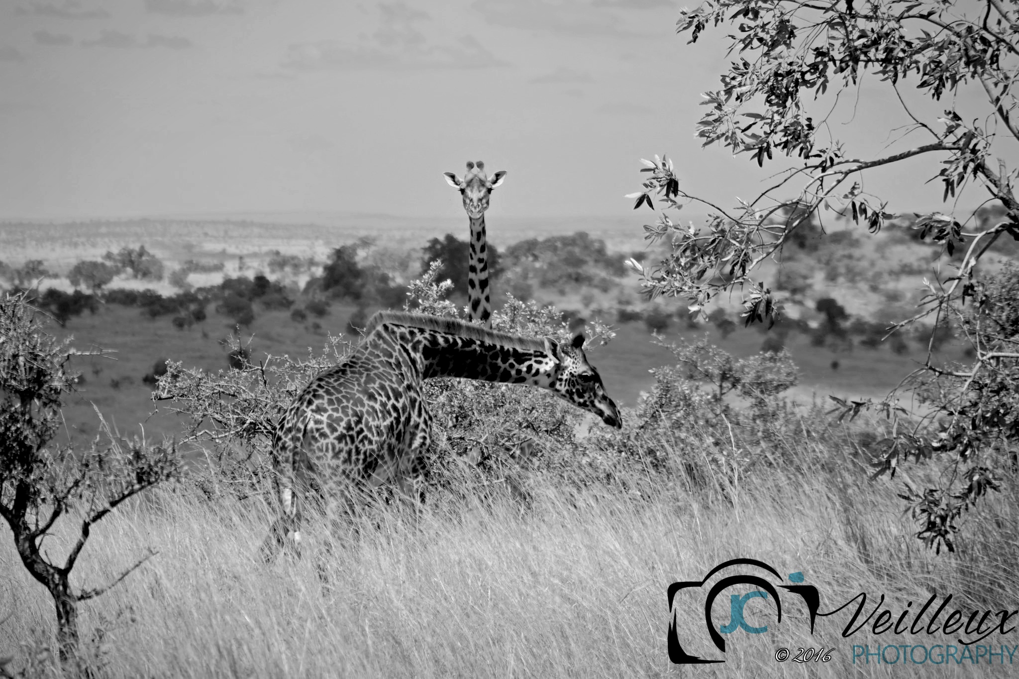 Giraffes