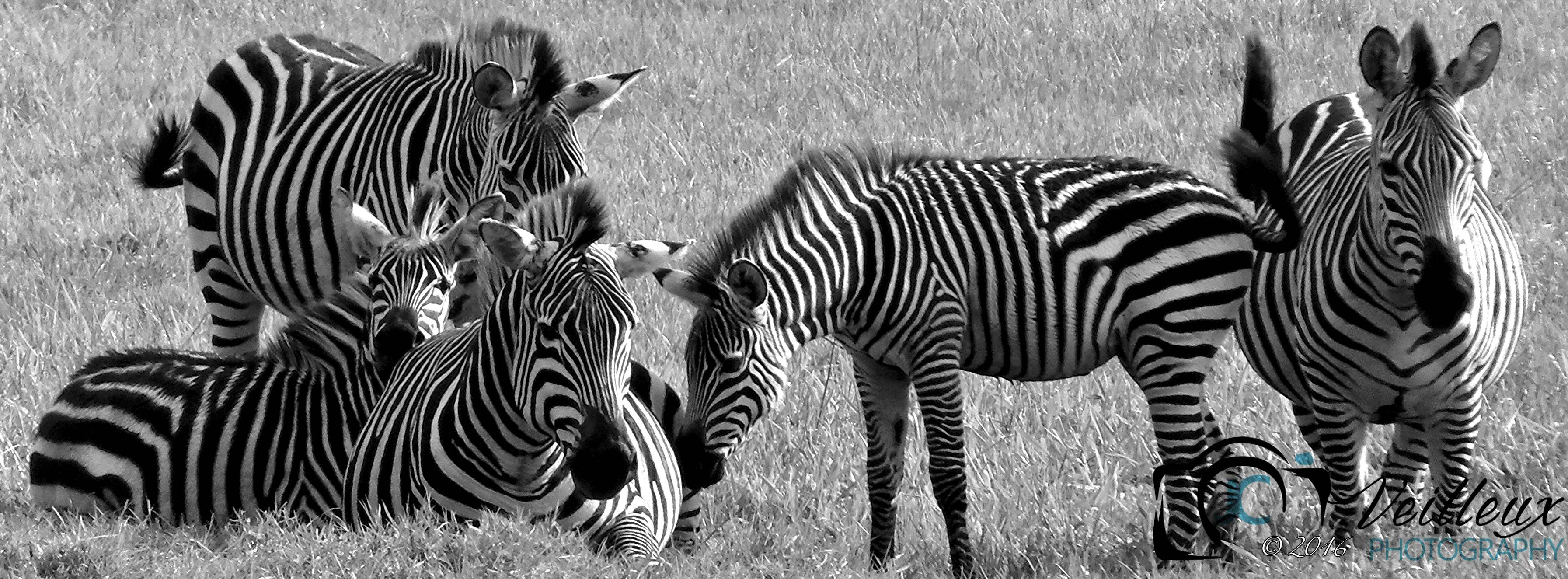 Zebra with Baby