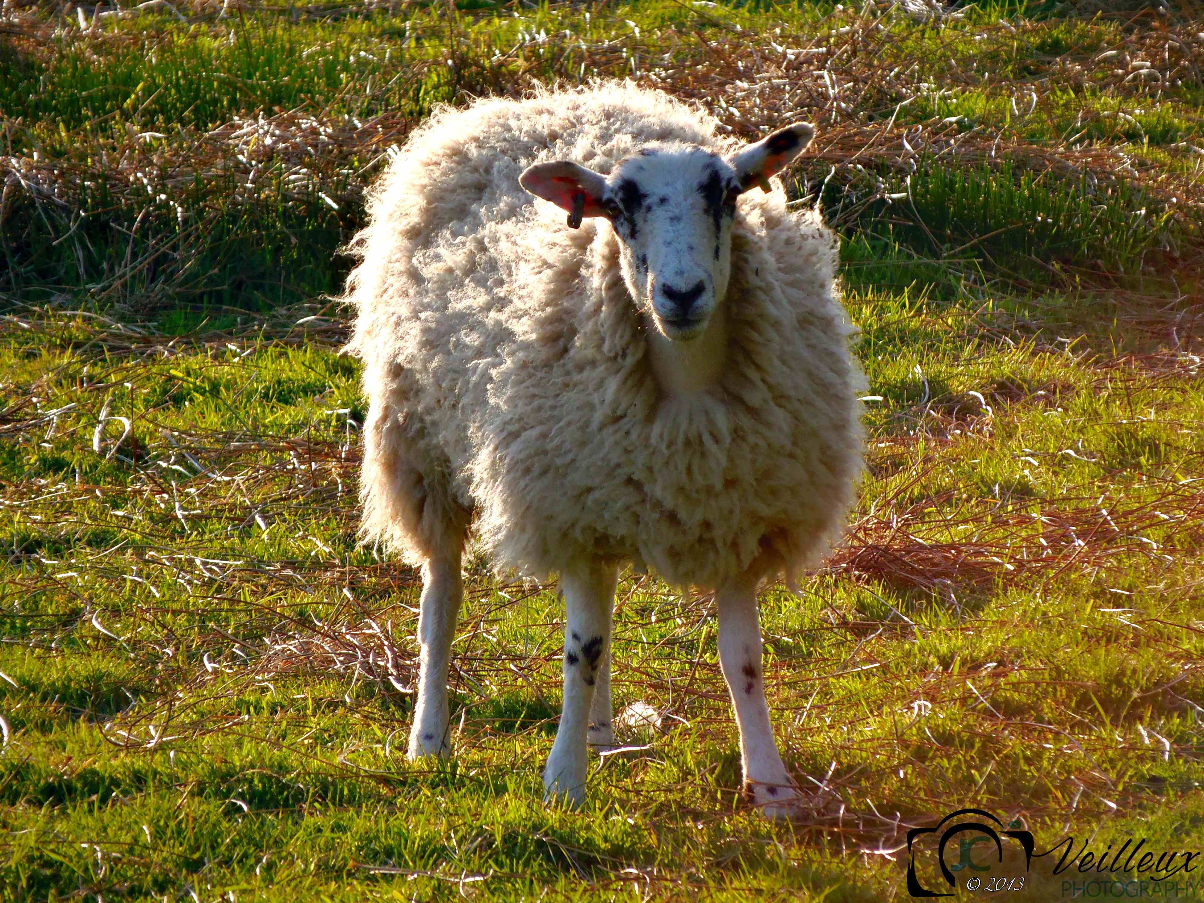 Sheep Before Shearing No. 1