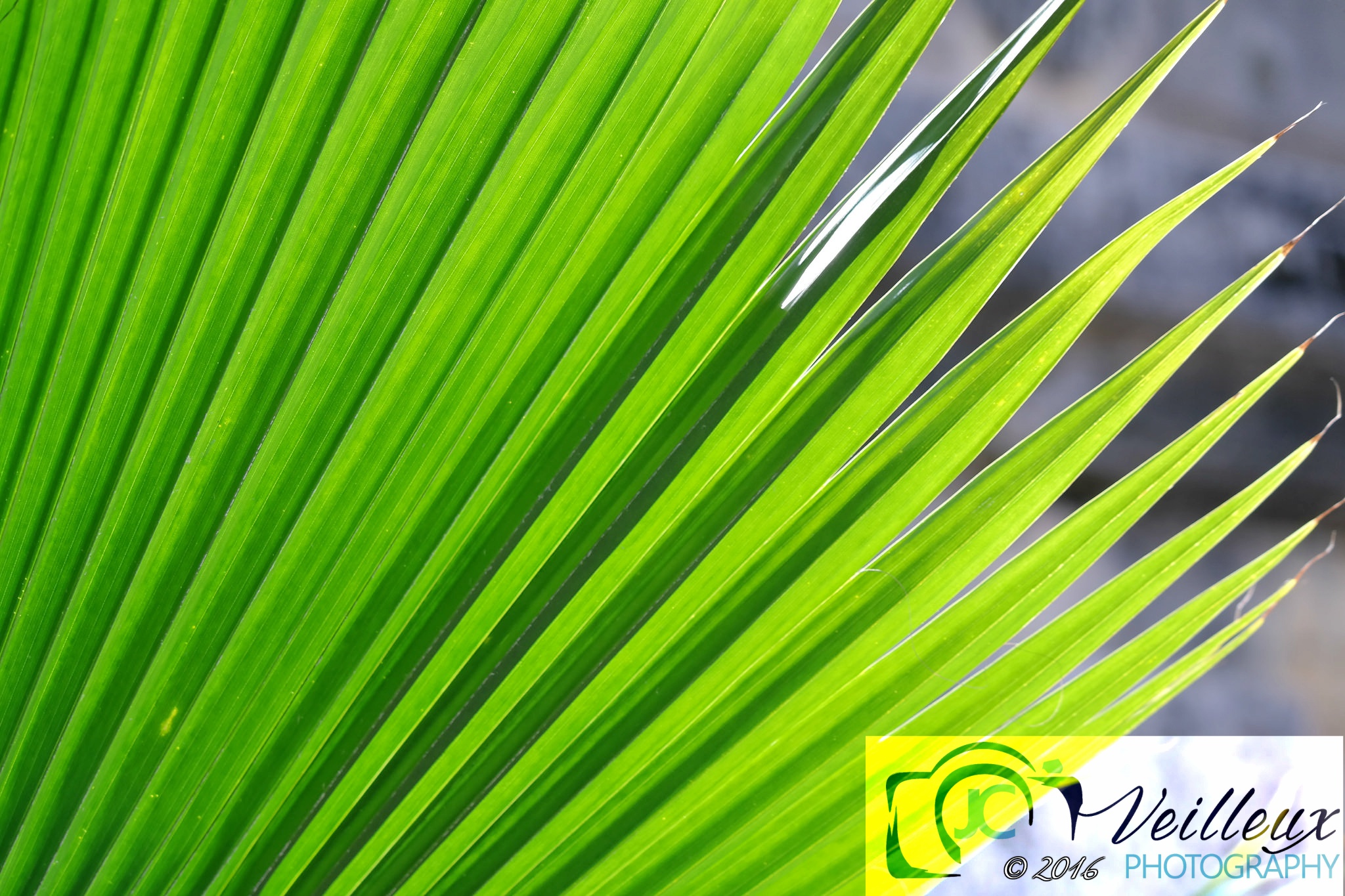 Palm
