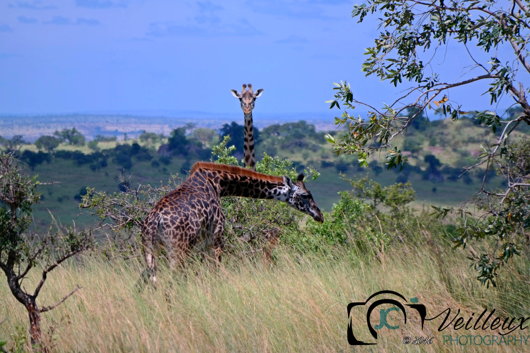 Giraffes