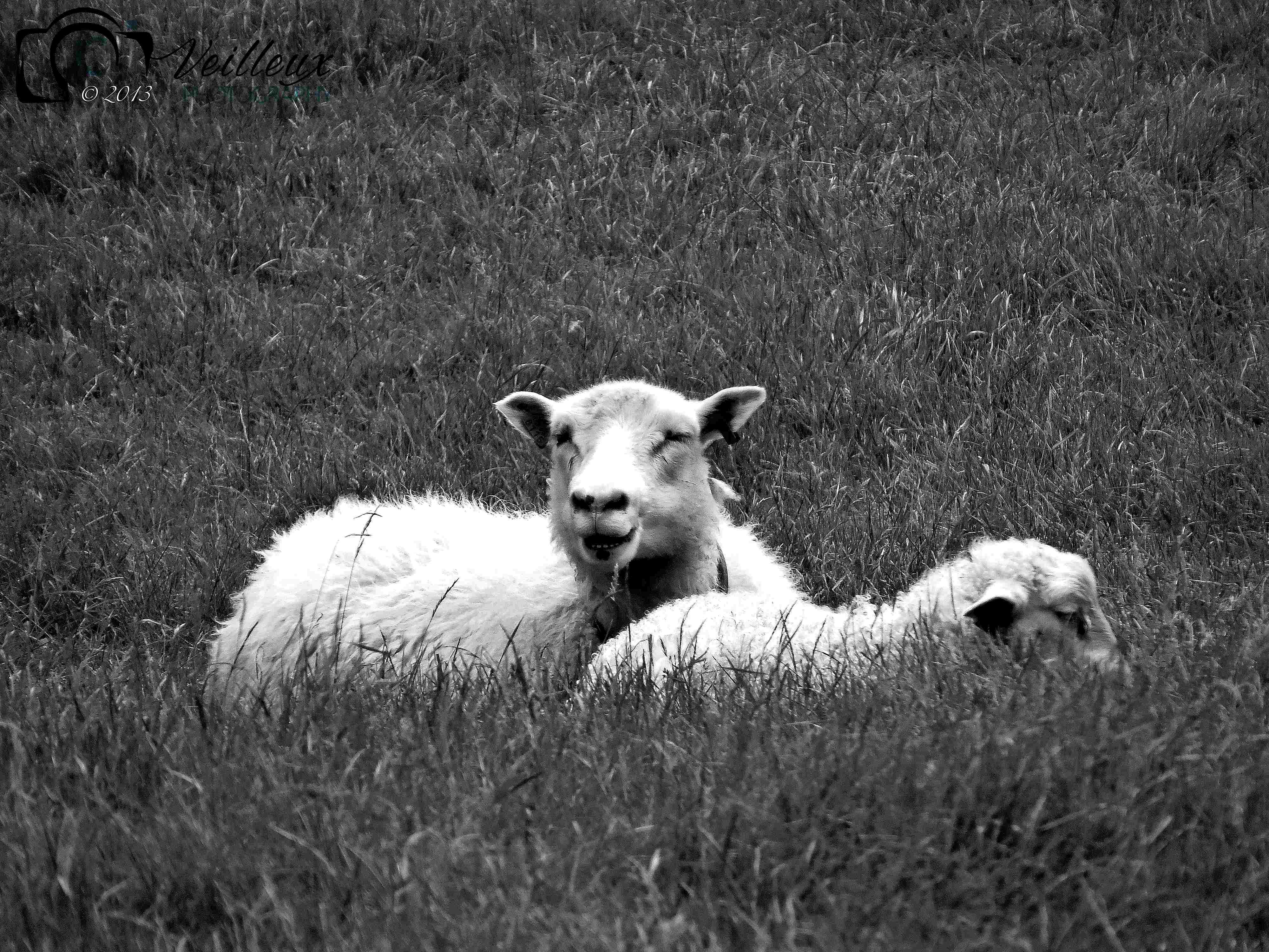 Sheep No. 2