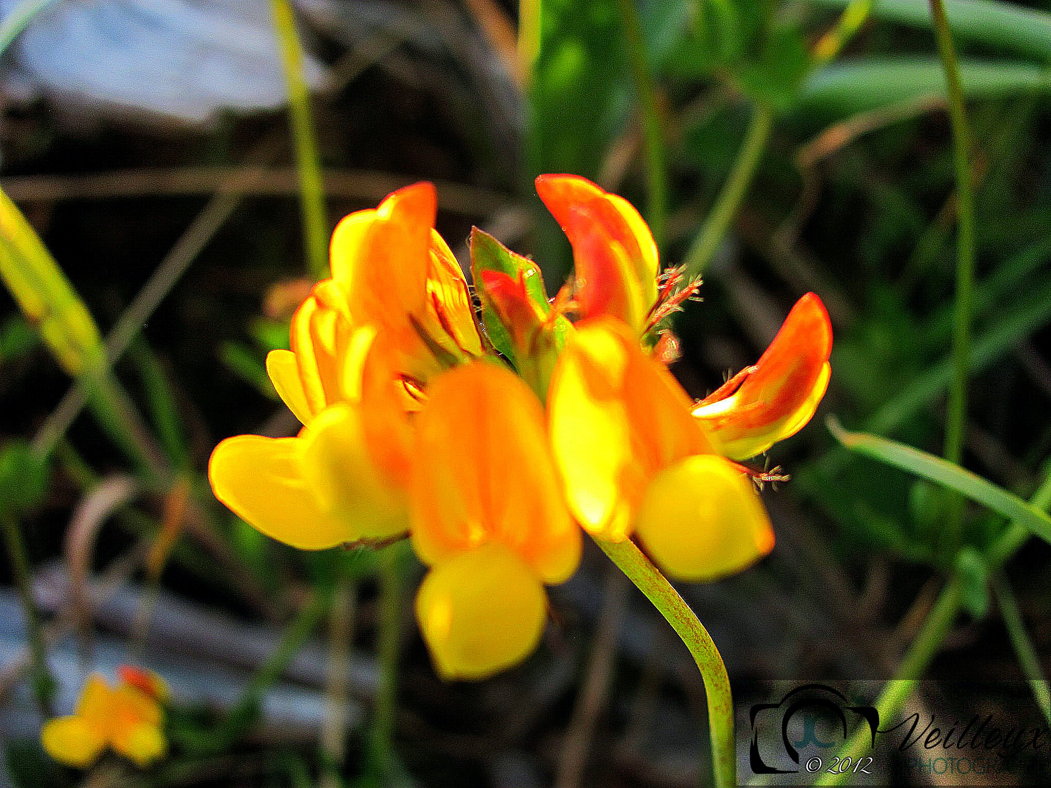 Lotus corniculatus