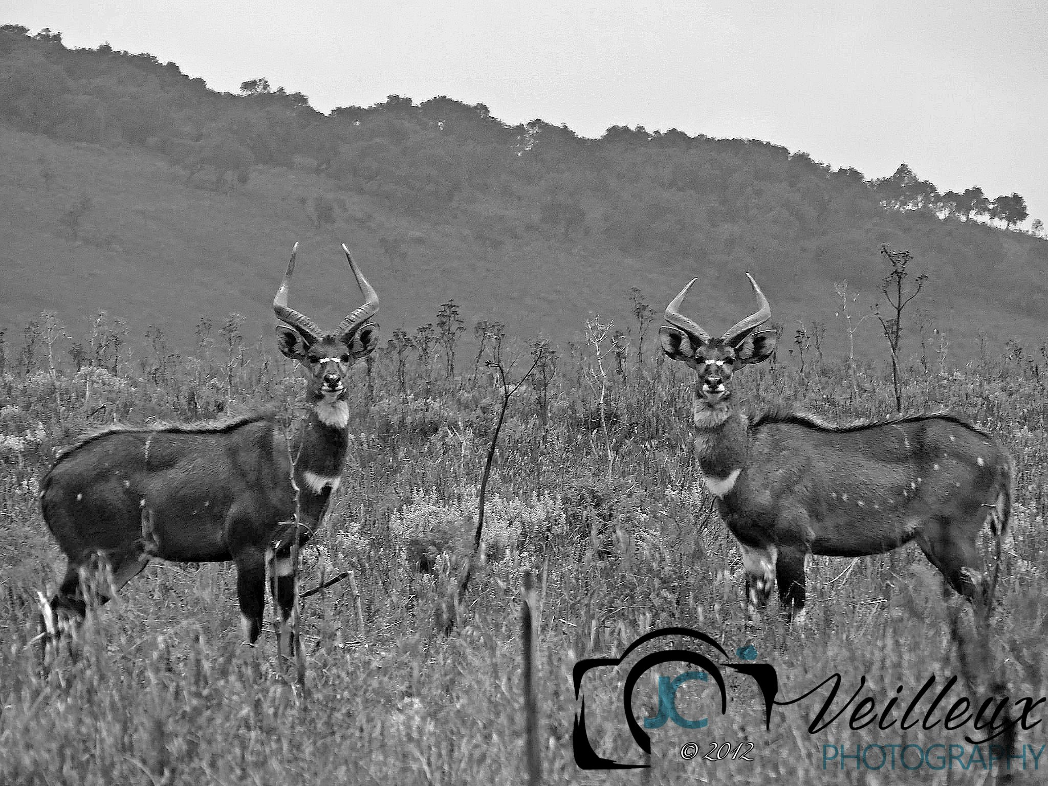 Mountain Nyala