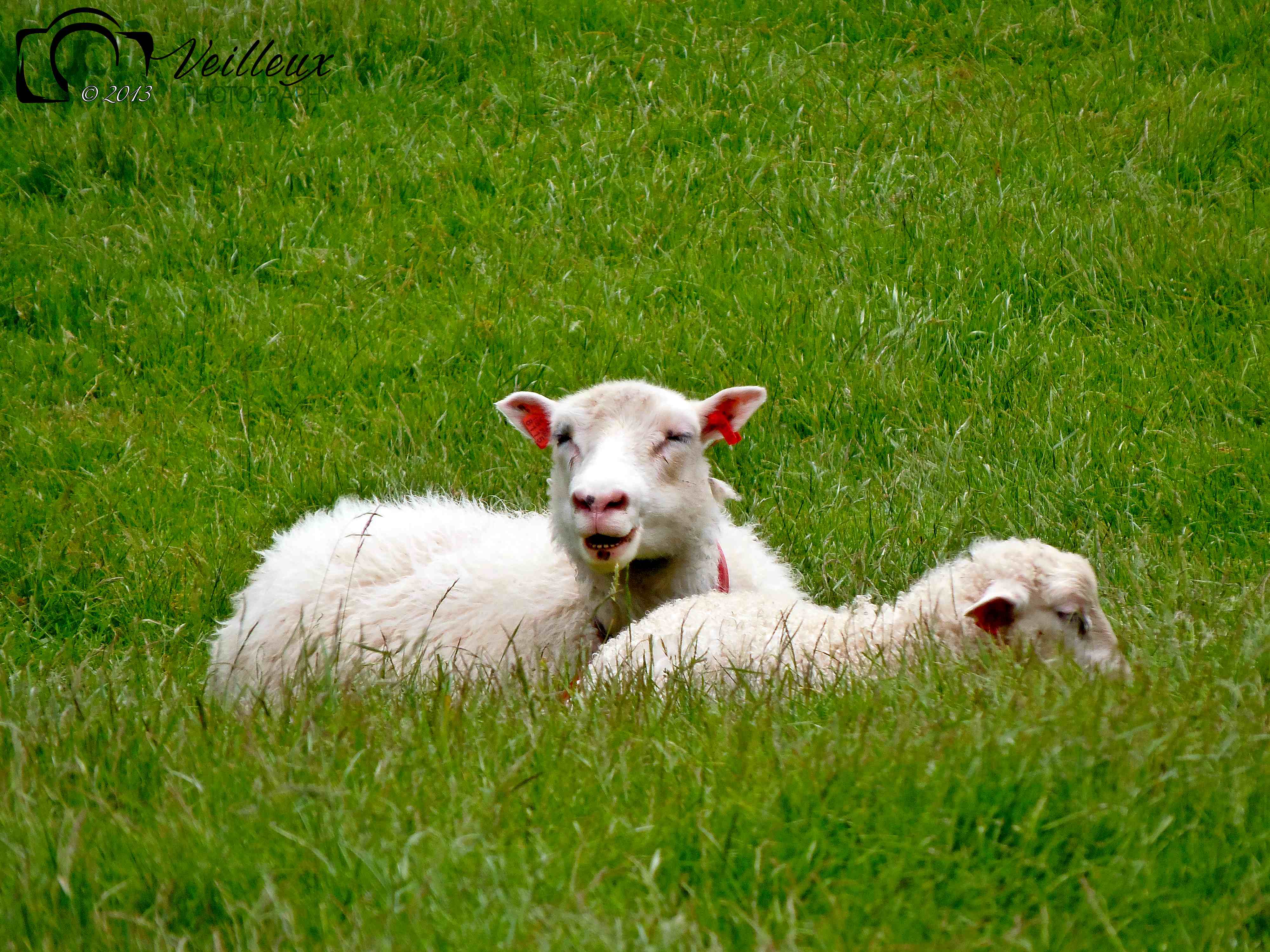 Sheep No. 2
