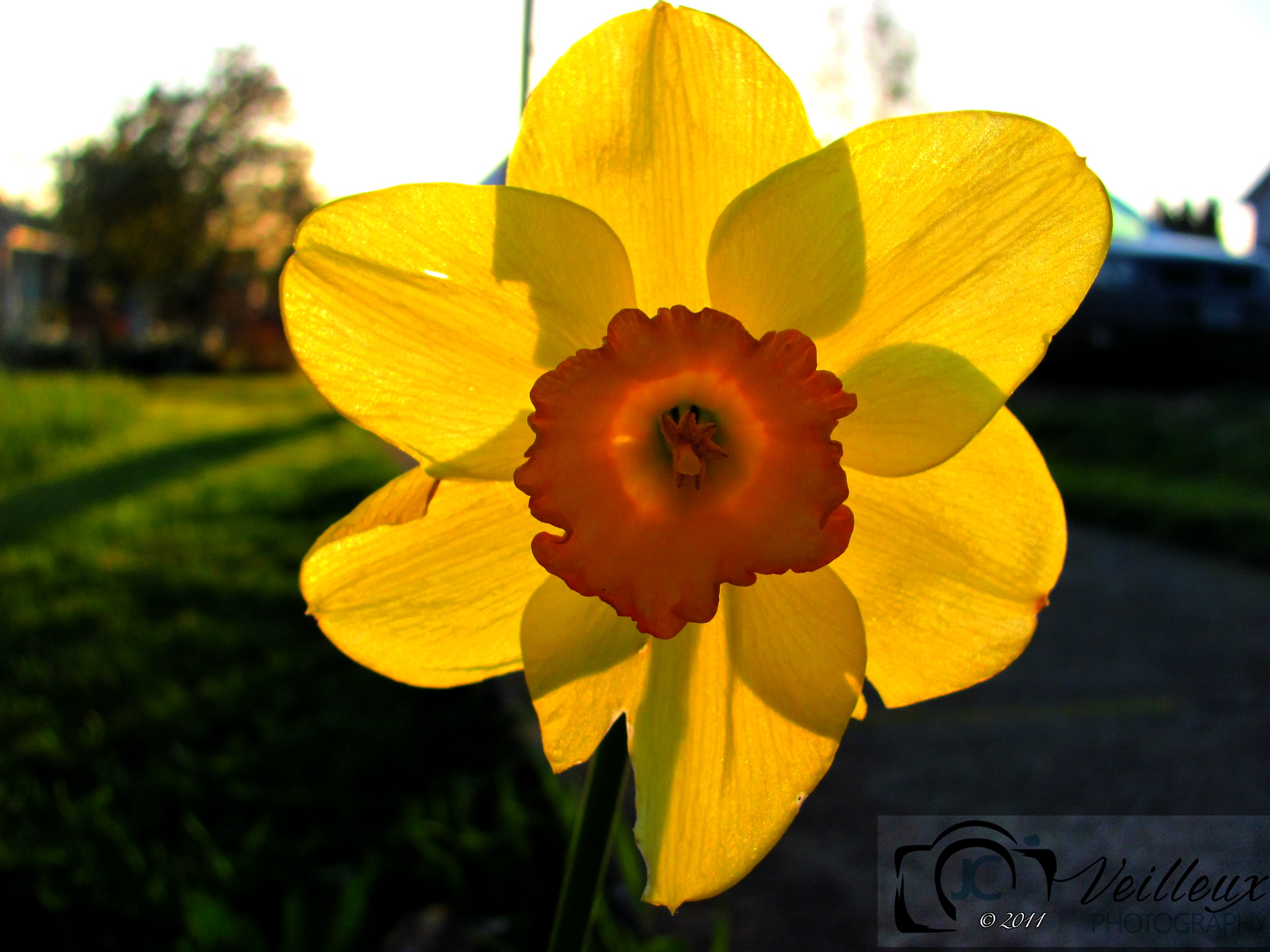 Daffodil