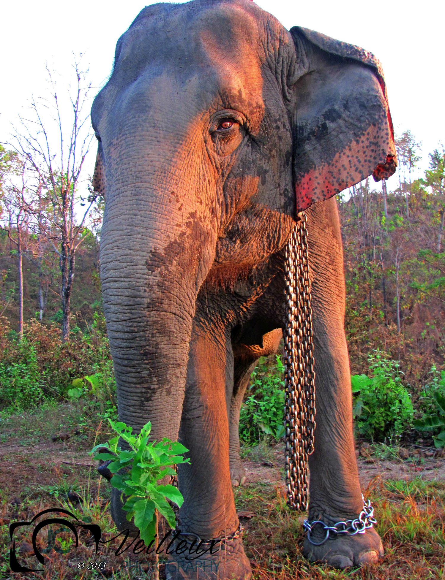 Asian Bull Elephant