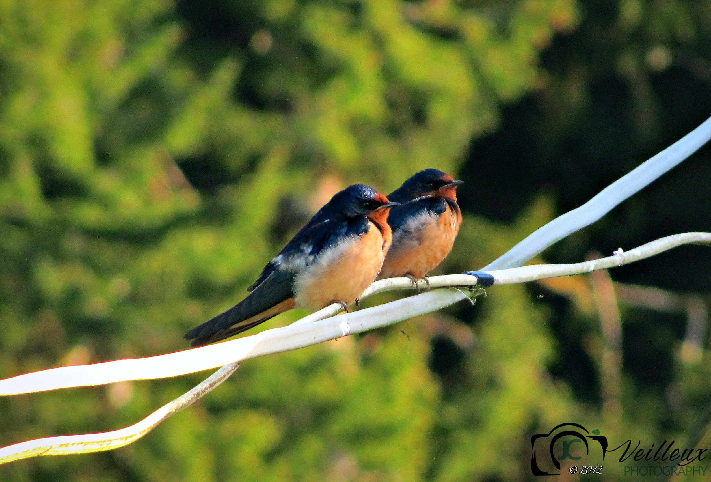 Two Birds on a Wire