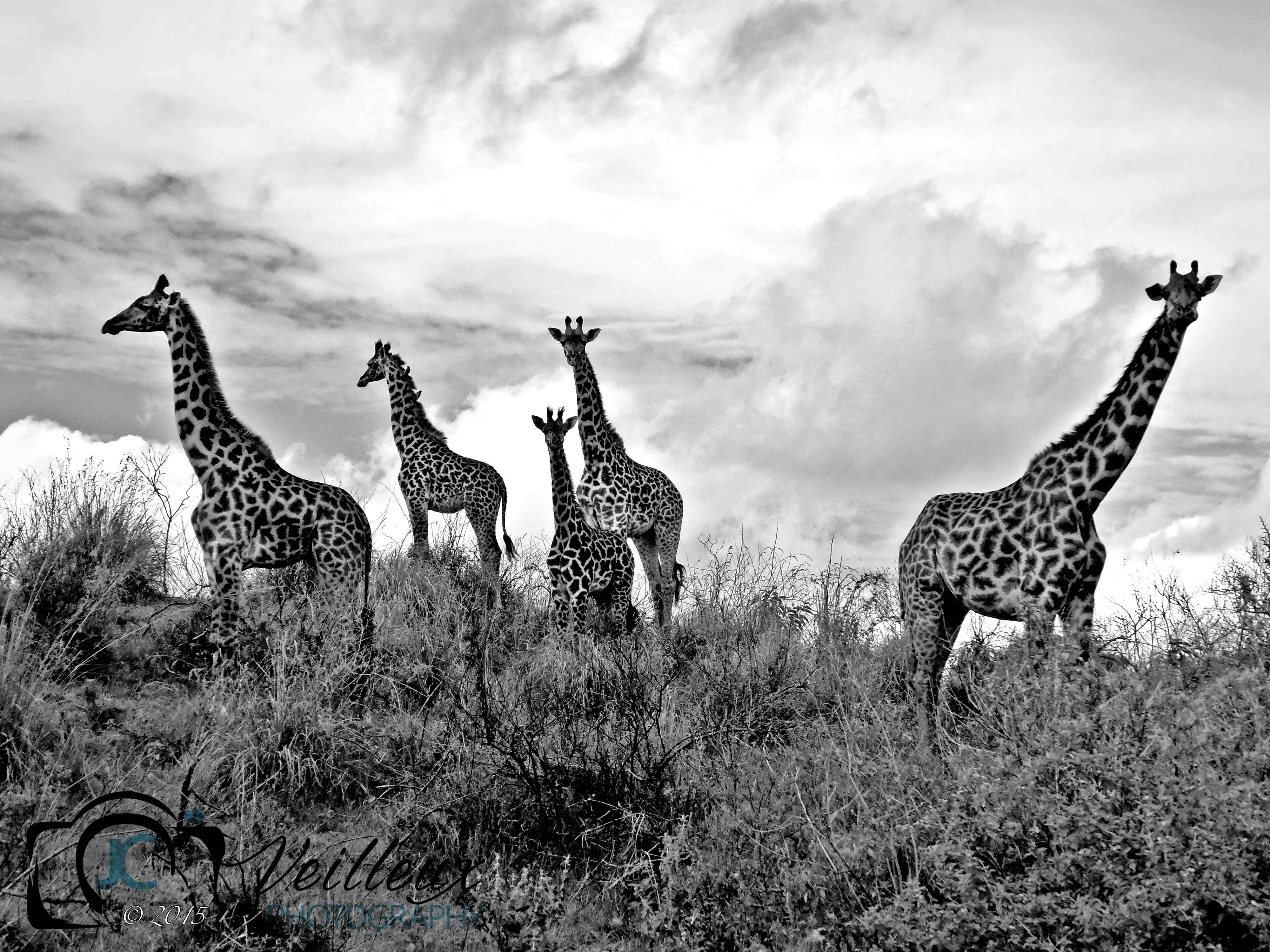 Masai Giraffes