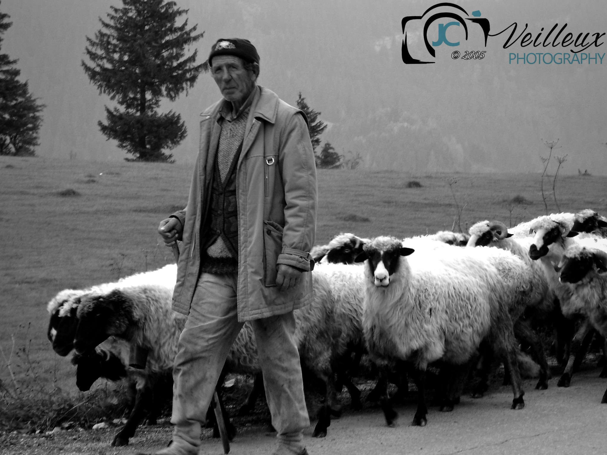 Mountain Shepherd