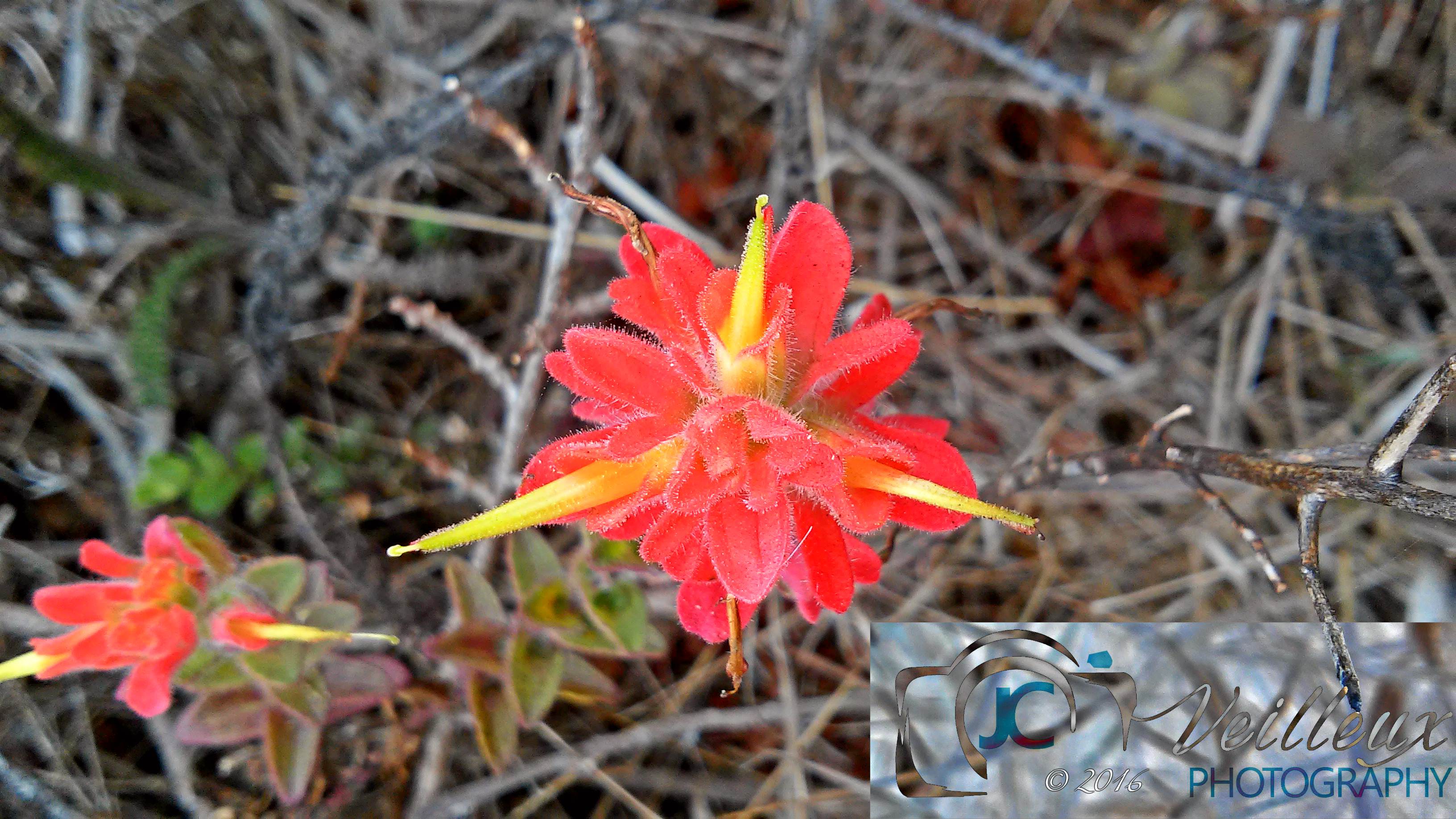 Castilleja applegatei