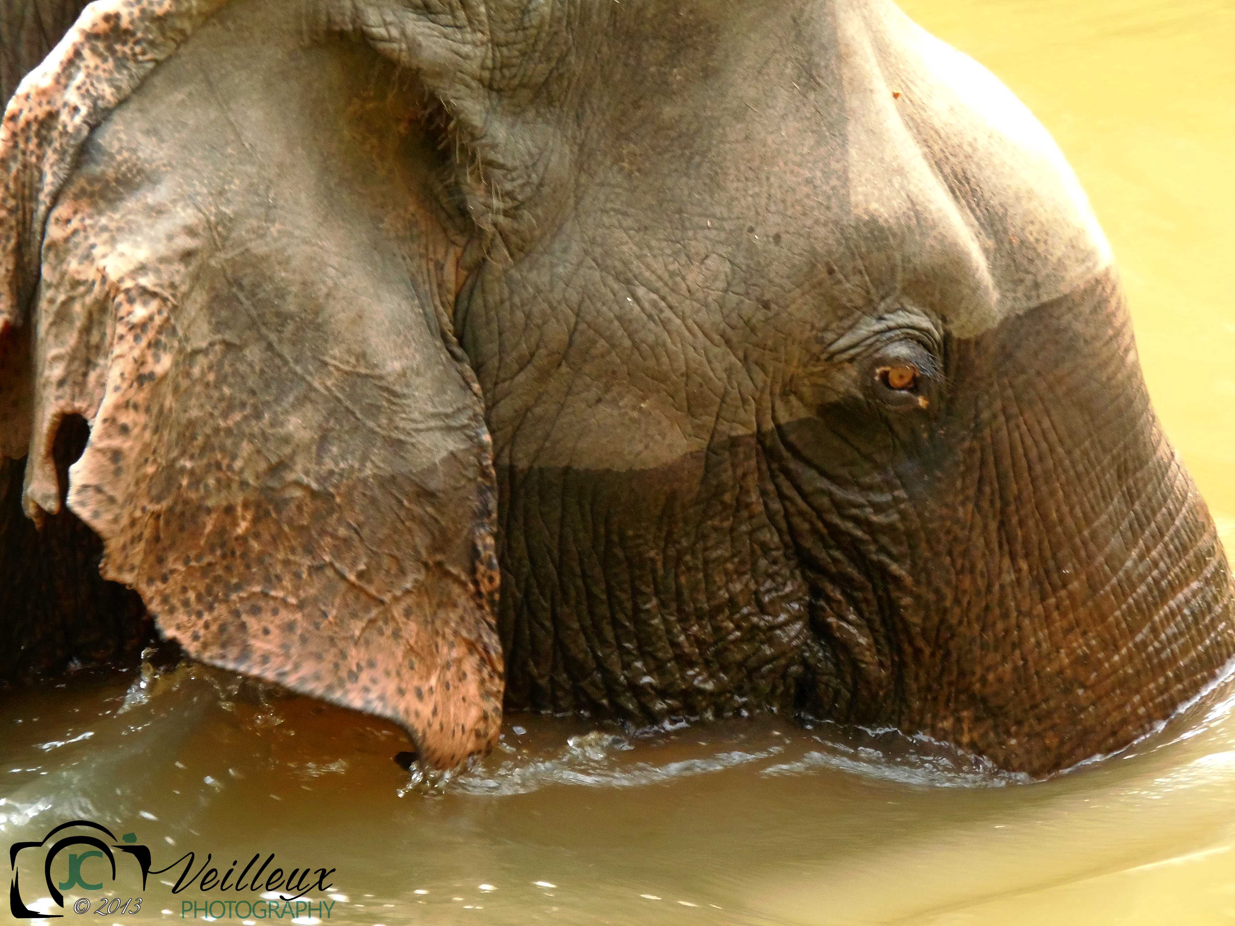 Asian Bull Elephant