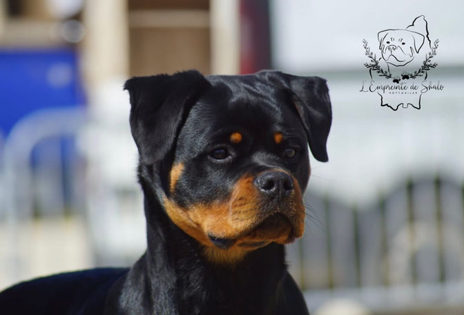 rottweiler elegant