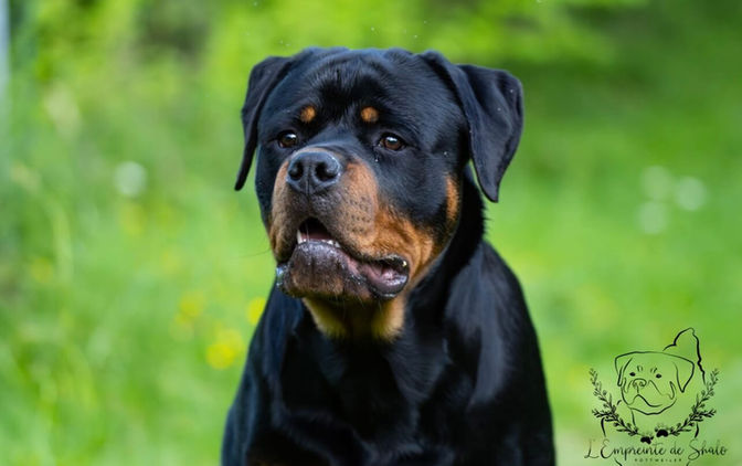 rottweiler Ardèche