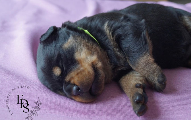 adoption chiot rottweiler