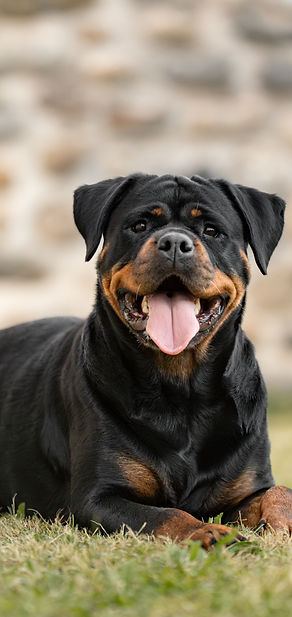 adulte rott