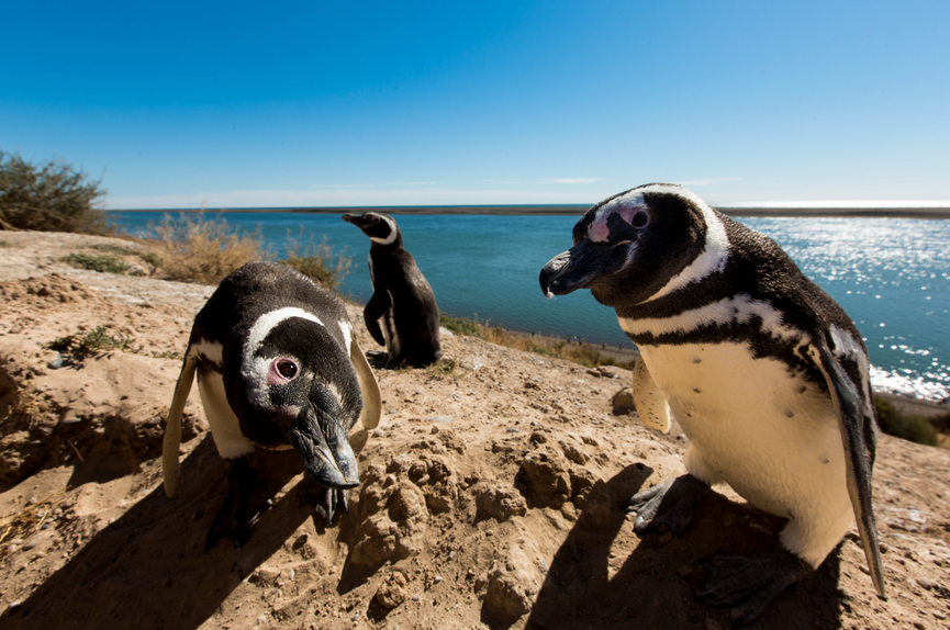 curious penguins.png