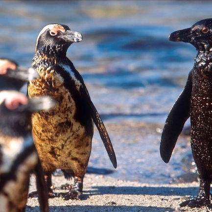 Oil "Spills" Out Danger for Penguins