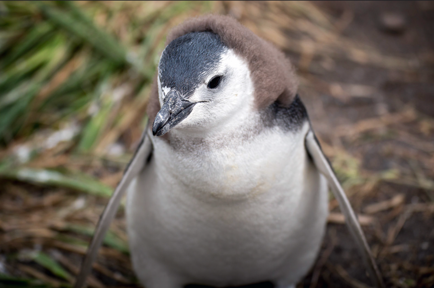 fuzzy-penguin.png