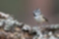 BIRD.jpeg