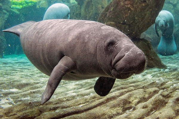 HP-Manatee-1.jpg