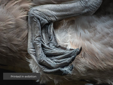 swans feet, bird macro shot