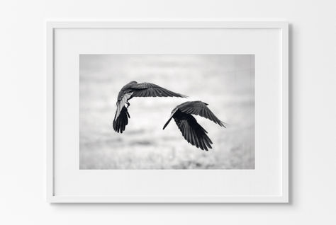 two crow flying. Black and white bird photography