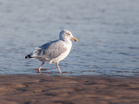 charm of coastal wildlife. image of a seagull strolling along the sandy shores of Lahinch Beach in Ireland. Captured on a bright and sunny day, the gull’s casual steps embody the relaxed rhythm of life by the Atlantic Ocean. The calm water, golden sands, and warm sunlight create a serene backdrop, celebrating the beauty of Ireland’s west coast. Perfect for bird photography enthusiasts, nature lovers, and admirers of Ireland’s stunning landscapes, this moment highlights the elegance of seabirds in their natural habitat. Explore the harmony of wildlife and seascape, a visual tribute to Lahinch Beach’s timeless charm.